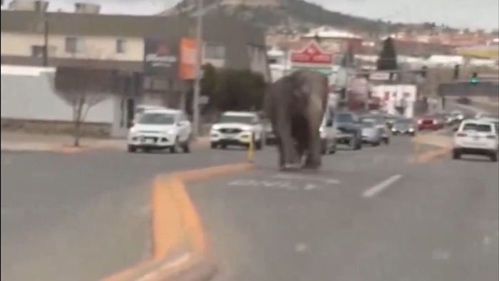 Elefánt sétálgatott az autósok között - videó