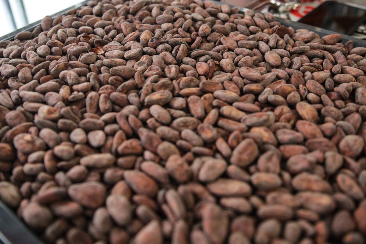 cocoa beans, kakaó