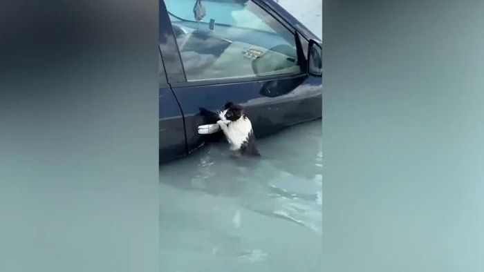 Egy macska lett a dubaji árvíz legnagyobb sztárja - videó