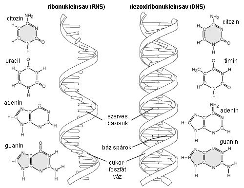 Forrás: NHGRI