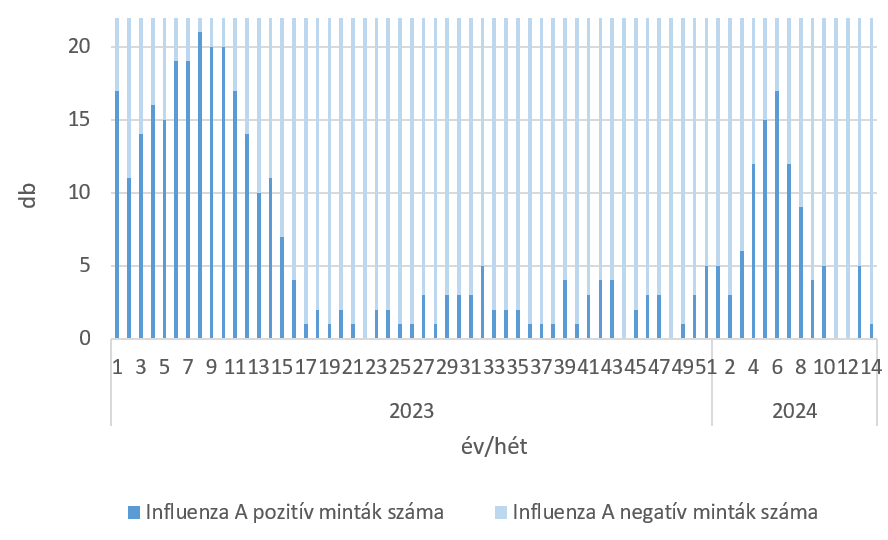Influenza A vírusra pozitív szennyvíz minták száma, heti bontásban.