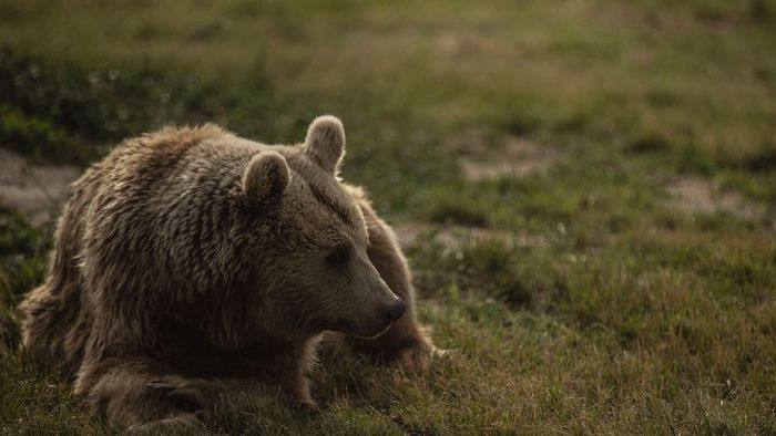 Újabb brutális medvetámadás történt Romániában