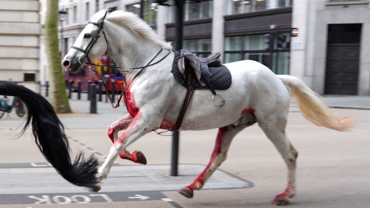 elszabadult katonai lovak, London