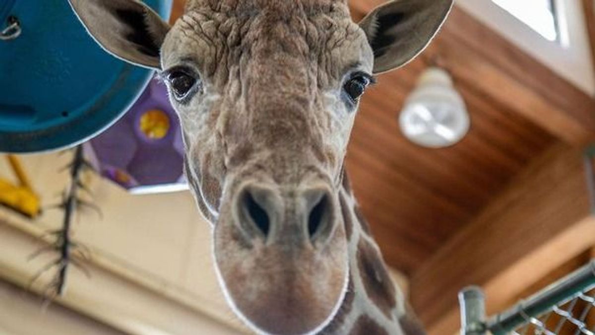 Lábtörés miatt elaltatták egy állatkert kedvenc zsiráfját az Egyesült Államokban