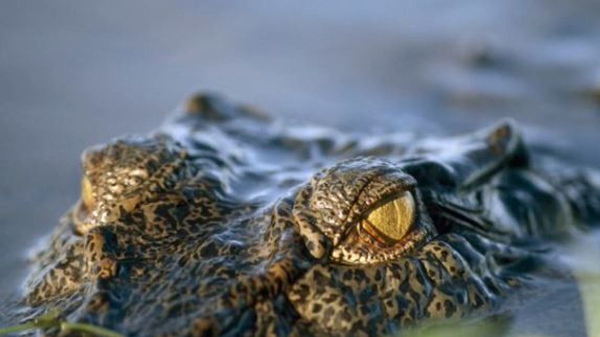 Krokodil ölt meg egy fiút Ausztráliában