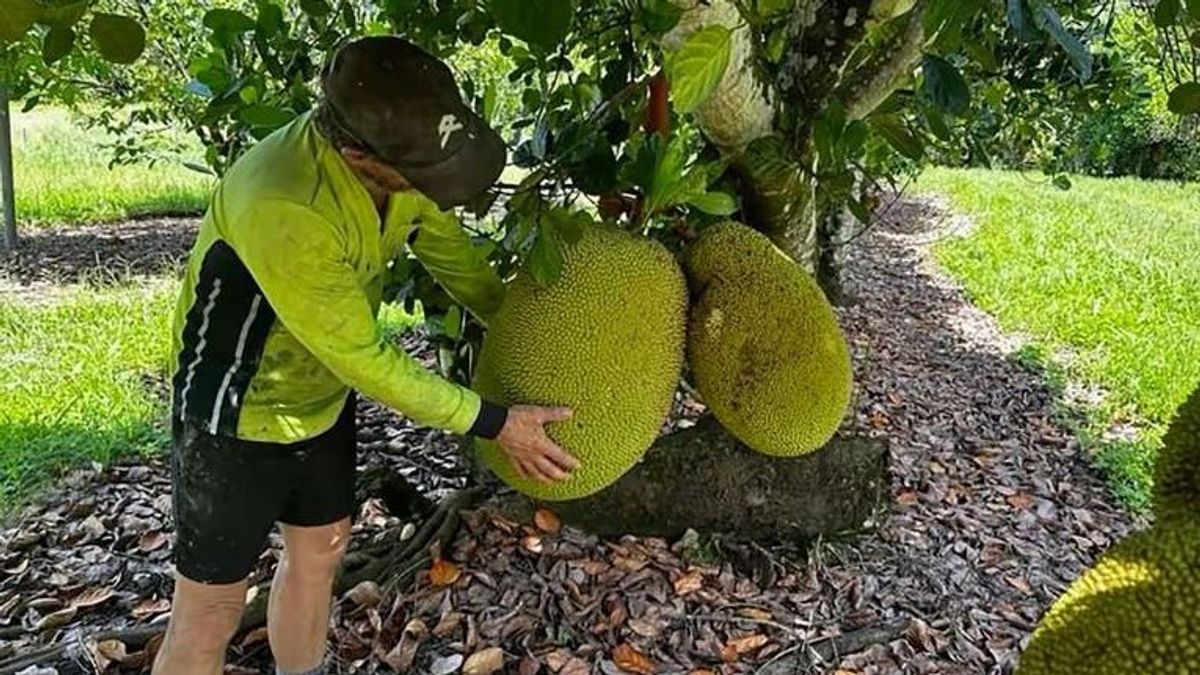 Óriási, 45 kilós gyümölcsöt talált egy ausztráliai farmer