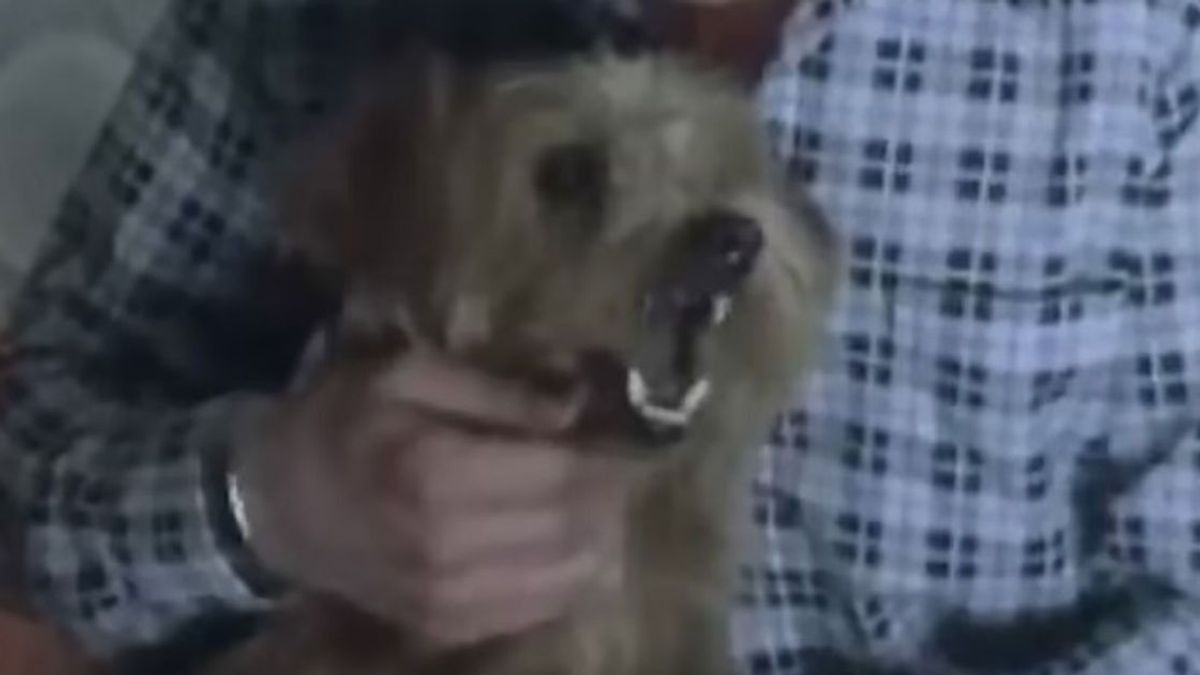 Kiderült az igazság a híres brit beszélő kutyáról - videó