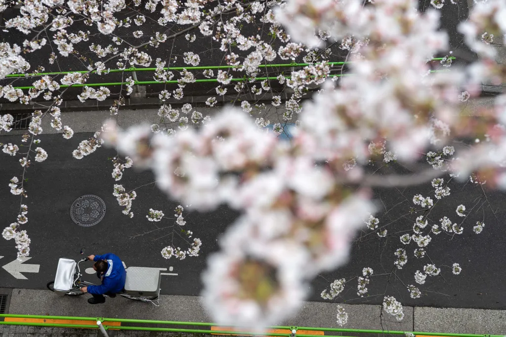cseresznyevirágzás, cseresznyefa virágzás, Japán, hanami,
