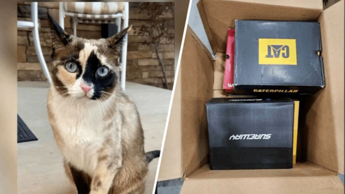 Postára adtak egy macskát az Egyesült Államokban