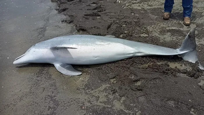 Lelőttek egy delfint az Egyesült Államokban