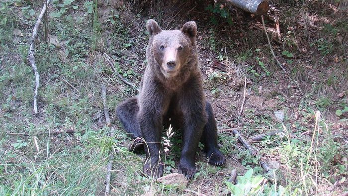 Ismét medvetámadás történt Szlovákiában
