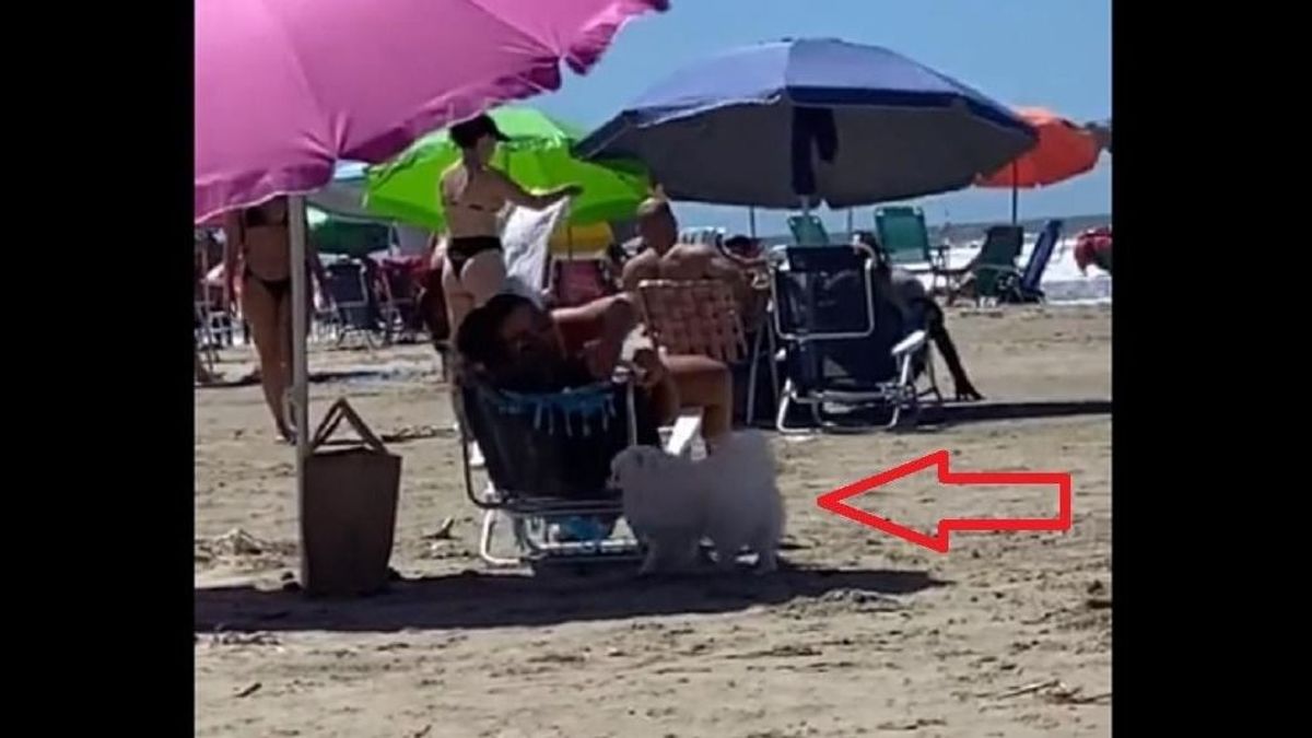 Odarohant a kutya egy nőhöz a strandon, de nem barátkozni akart - videó