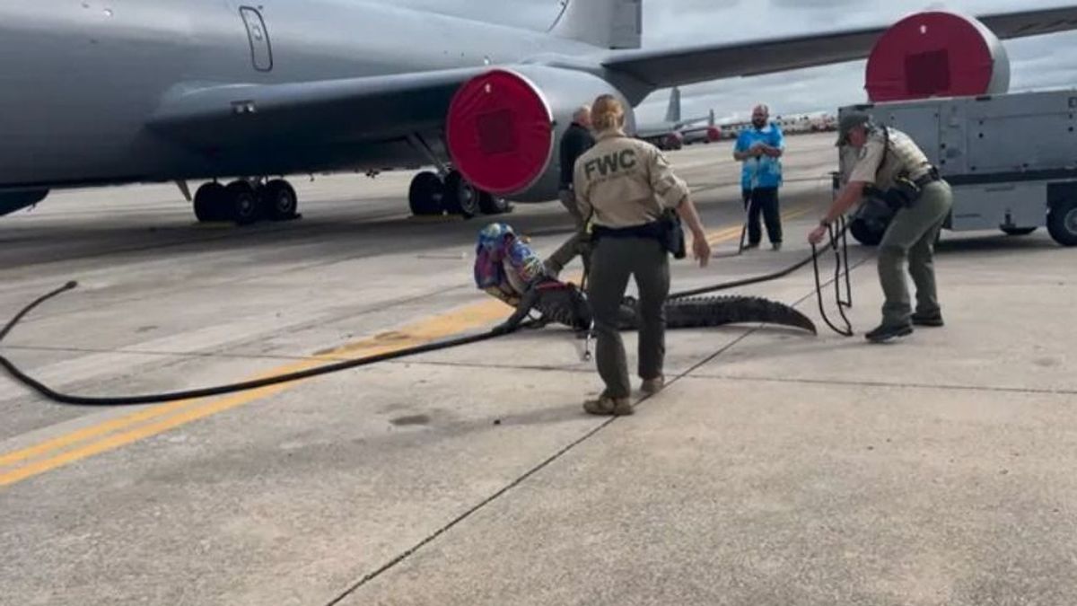 Eltévedt aligátor okozott rémületet egy amerikai légibázison - videó