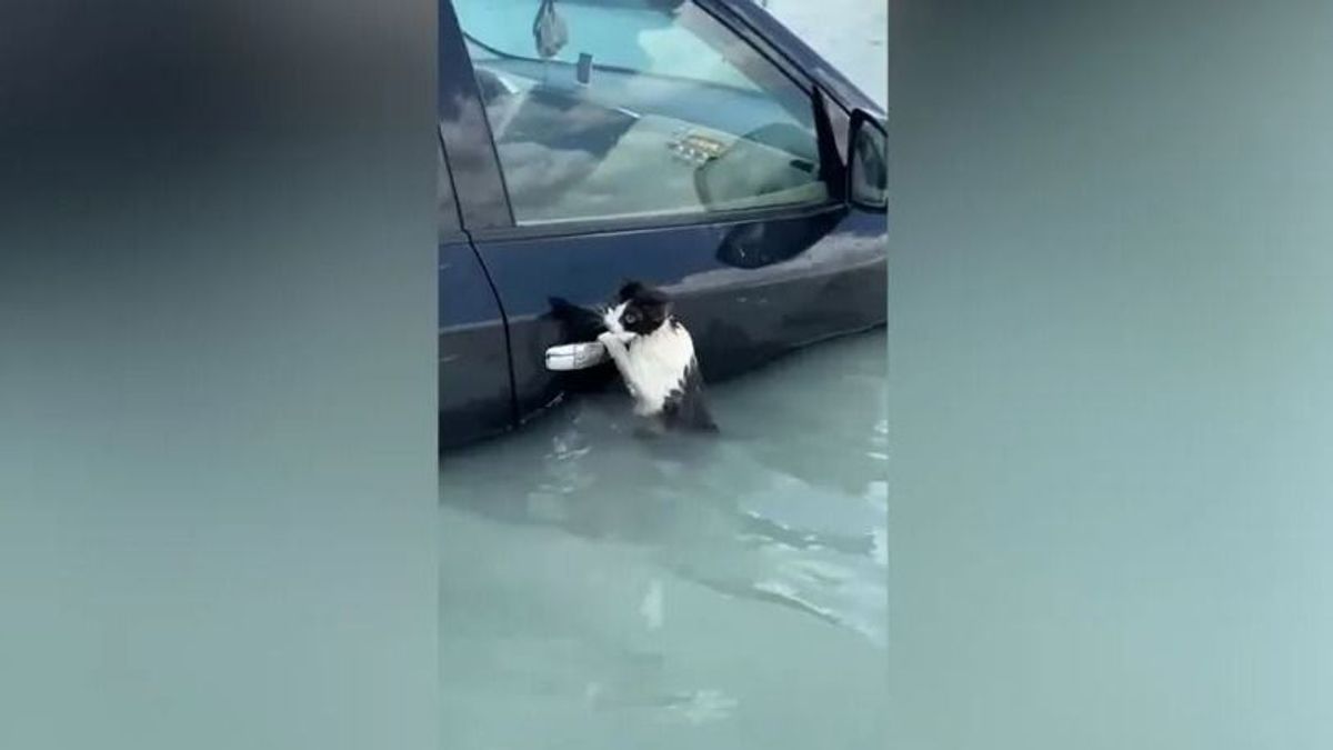 Egy macska lett a dubaji árvíz legnagyobb sztárja - videó