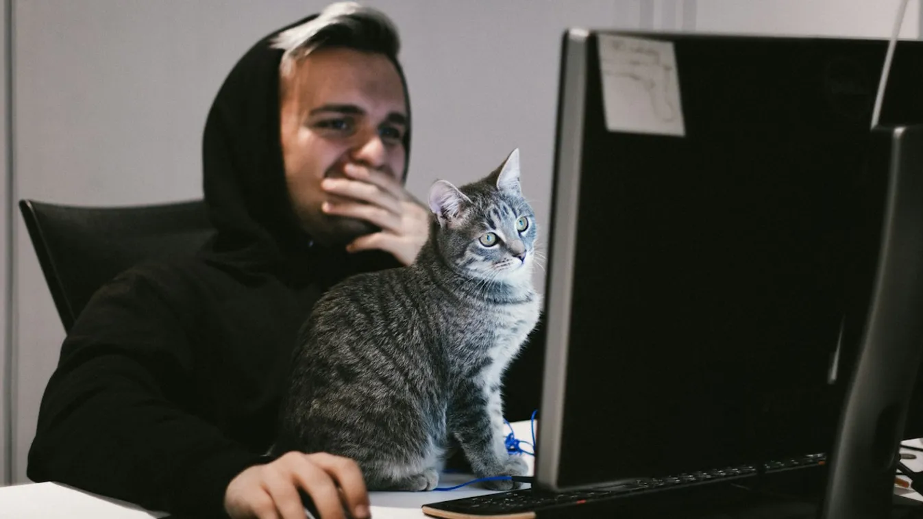 programozás kódolás coding irodai munka számítógépezés böngészés macska