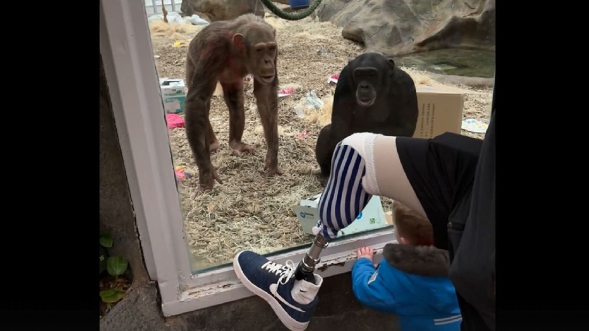 Megdöbbentek a csimpánzok, amikor meglátták a férfi műlábát - videó