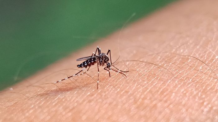 Megkezdték a szúnyogok irtását Magyarországon