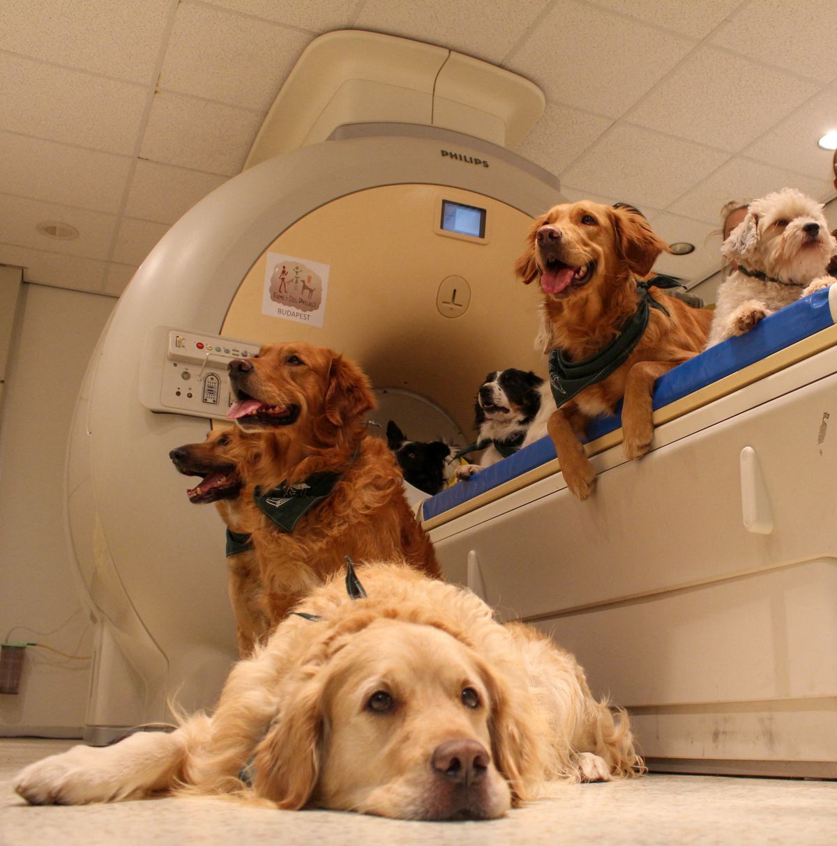 Kutyák várakoznak MR vizsgálatra az ELTE-n