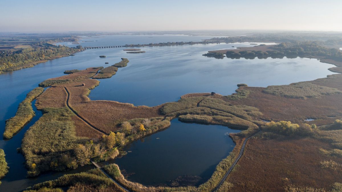 Szenzáció: új halfajt találtak a Tisza-tóban