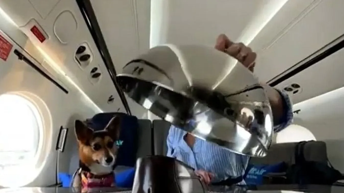 kutya, luxus, repülő