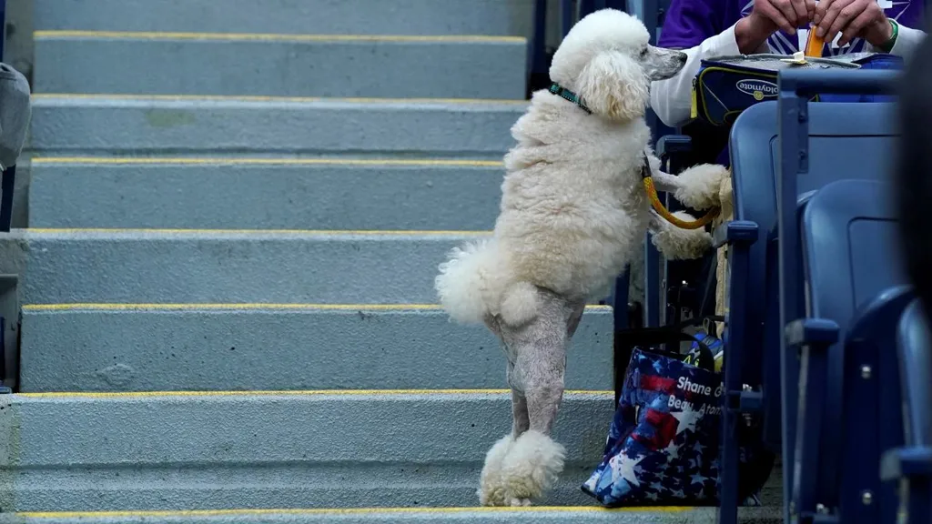 2024 Westminster, Kennel Club kutyashow, verseny, Anglia, London, 2024. 05. 11.