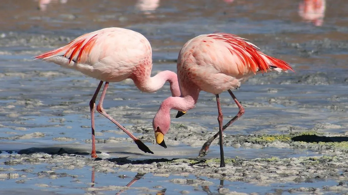 Több tucat flamingó elpusztult, miután repülőgépnek csapódtak Mumbaiban