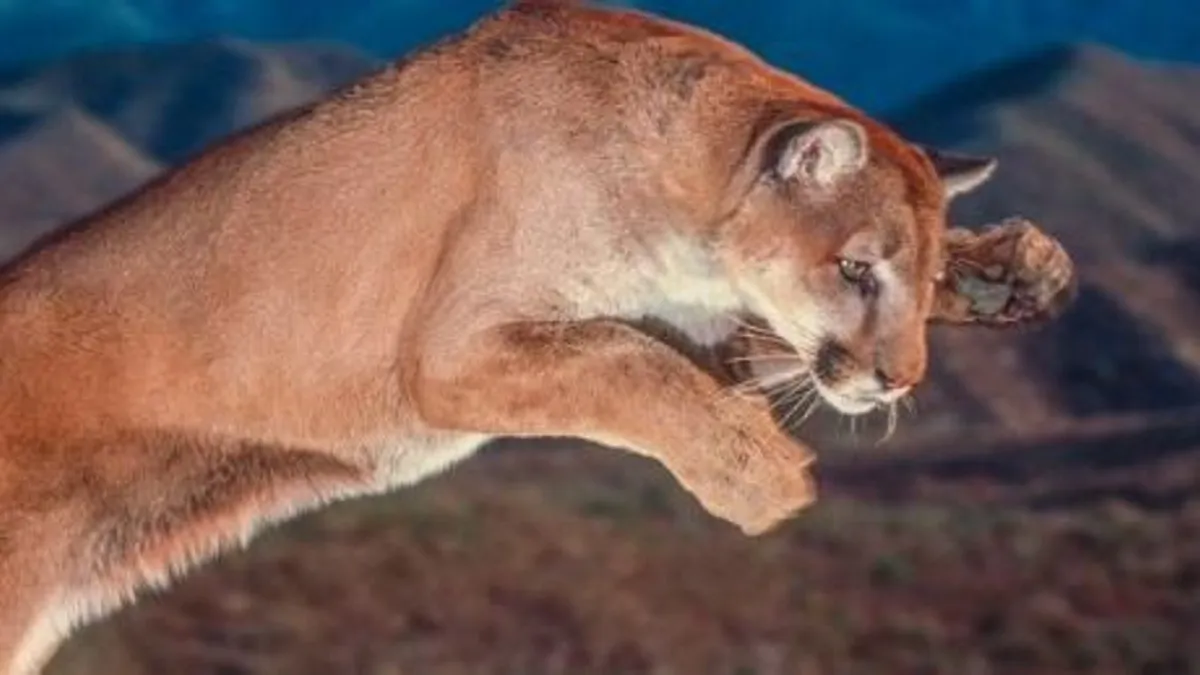 Piknikező családra támadt egy puma Kaliforniában, egy ötéves gyerek súlyosan megsérült