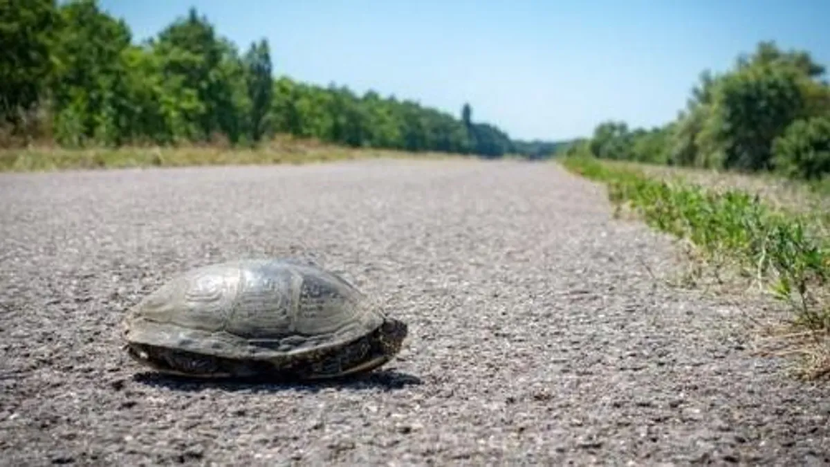 Úton átkelő teknősökre figyelmeztet a természetvédelmi egyesület