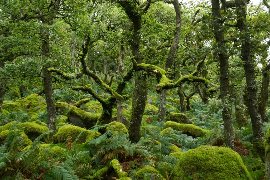 A Black-a-Tor Copse erdő