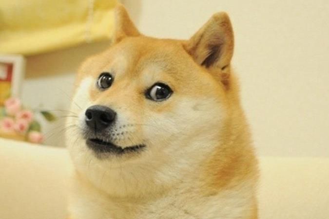 doge Kabosu 