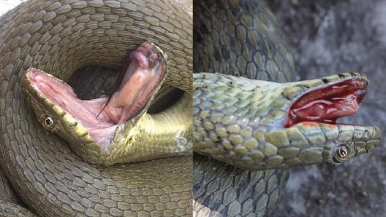 Két különböző kígyó eljátssza a halálát