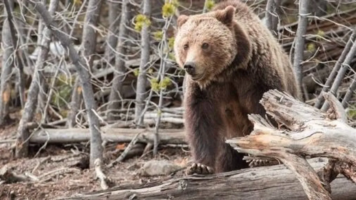 Medvetámadás miatt zárták be a Grand Teton Parkot