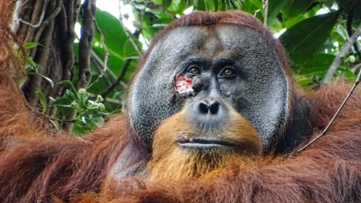 Hihetetlen dolgot tett egy orangután Indonéziában, ilyenre eddig nem volt példa