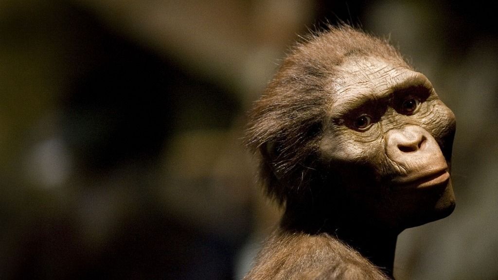Australopithecus afarensis "Lucy" Exhibit To Open In Houston Amid Protests