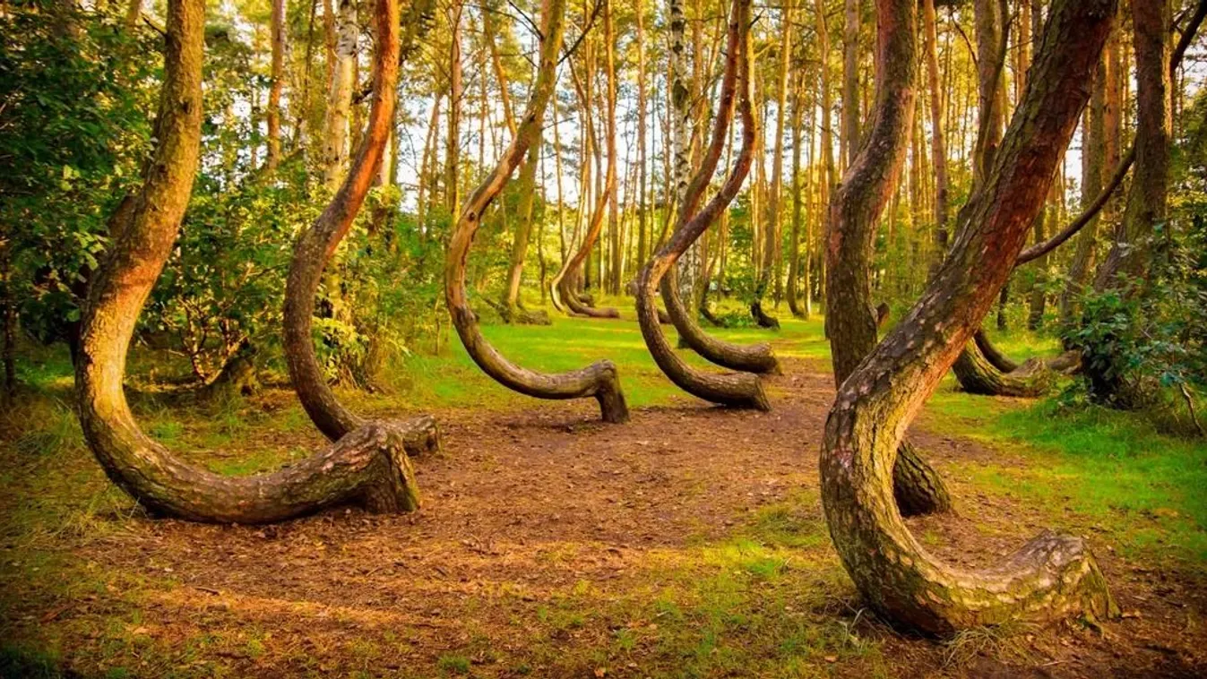 A Görbe erdő Lengyelországban