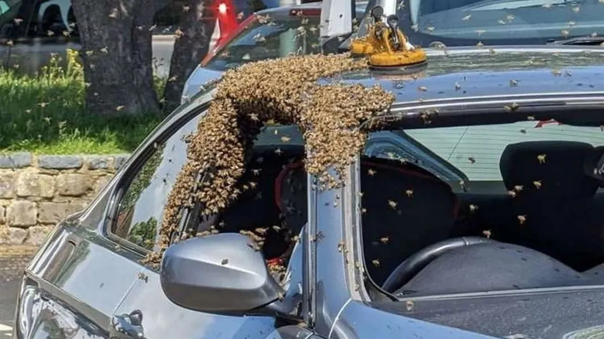 Méhek leptek el egy autót szélvédőjavítás közben