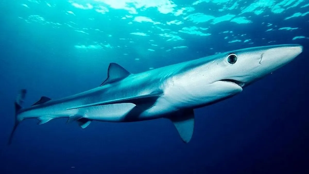 Se teme un ataque de tiburón en la costa española