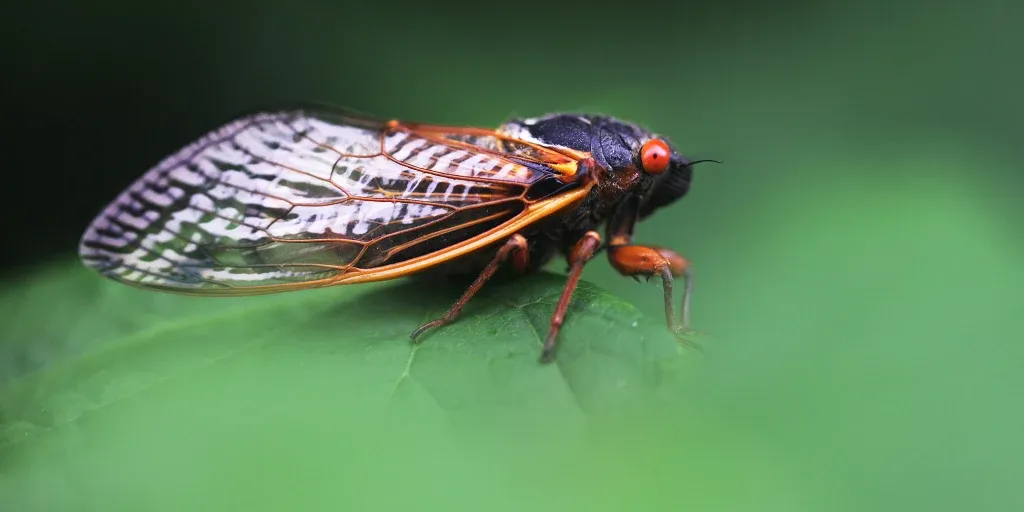 A periodikus kabócák a Hemiptera rendbe, az Auchenorrhyncha alrendbe tartozó rovarok