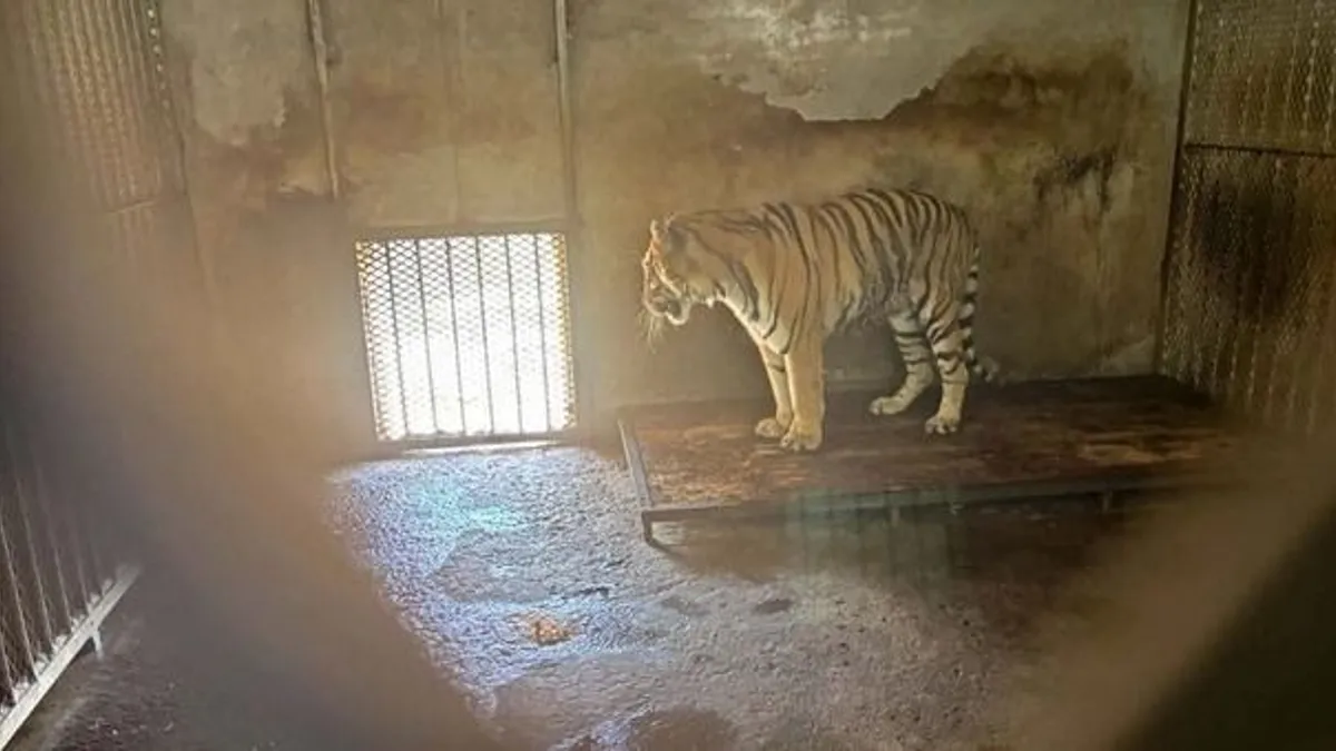 Fagyasztóládákban találták meg több tigris tetemét egy állatkertben