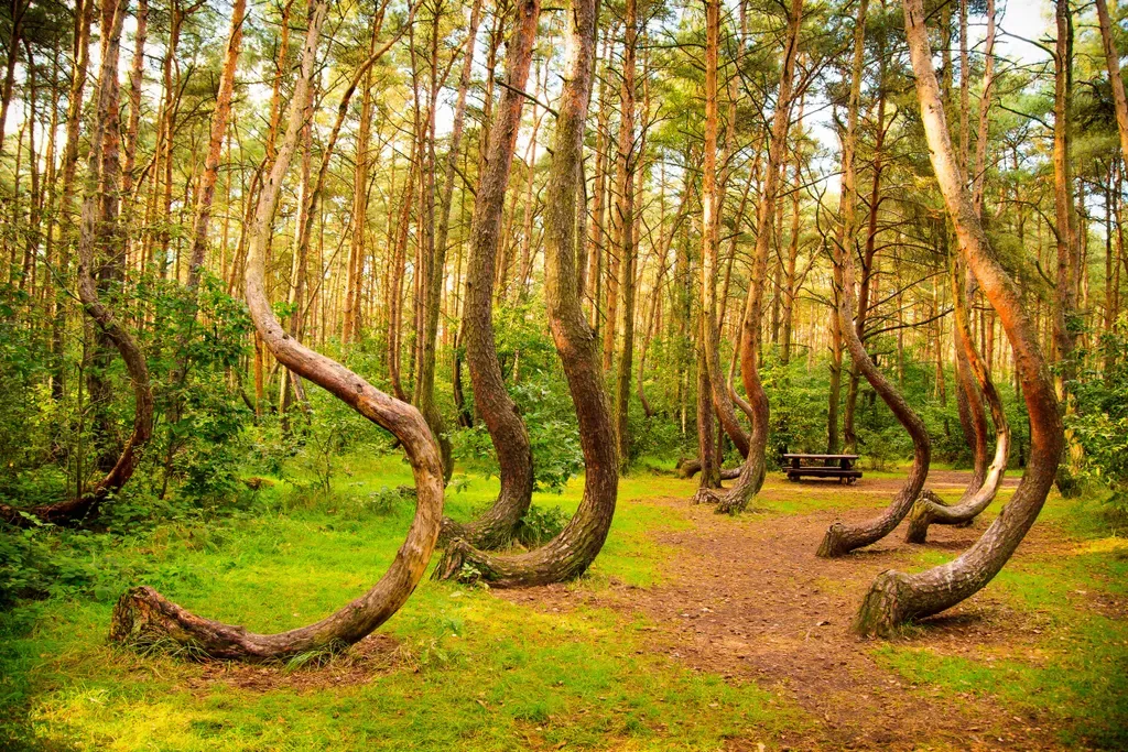 A Görbe erdő Lengyelországban