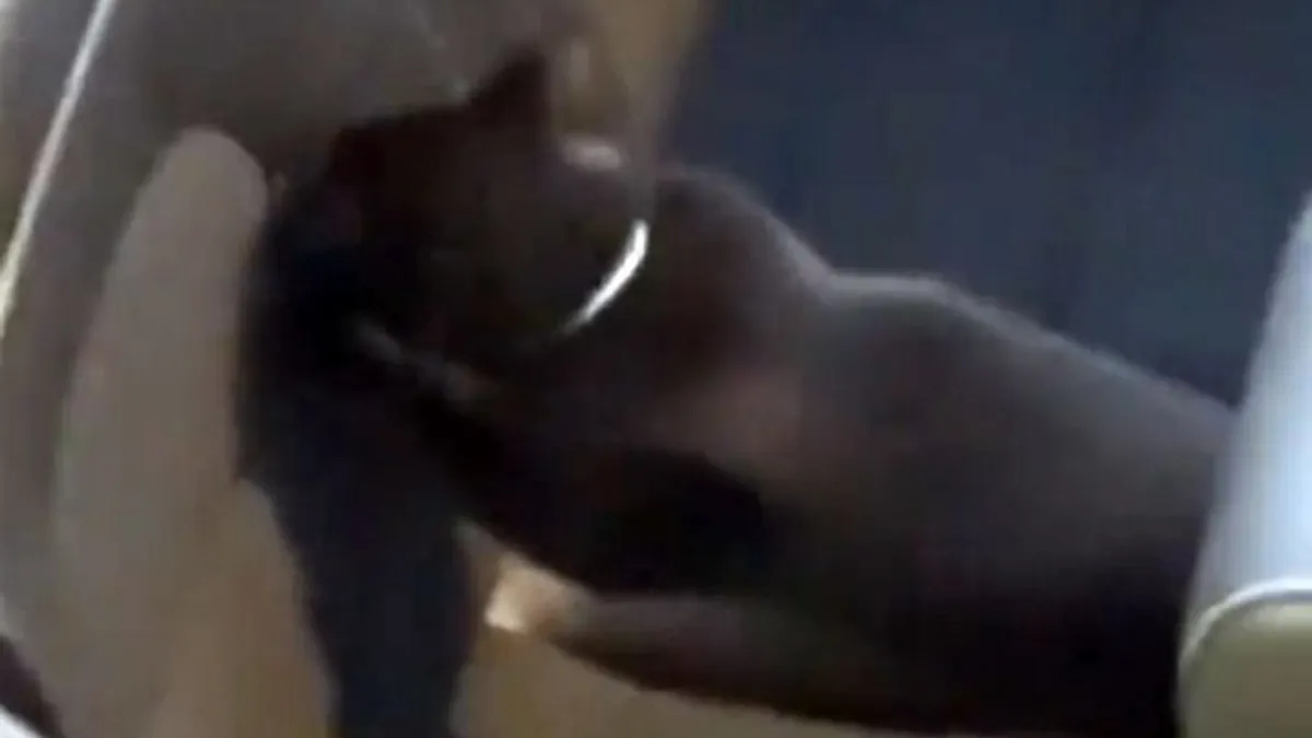 Nyitott kabriót talált egy macska, elég ideges lesz a kocsi gazdája, ha meglátja ezt a videót