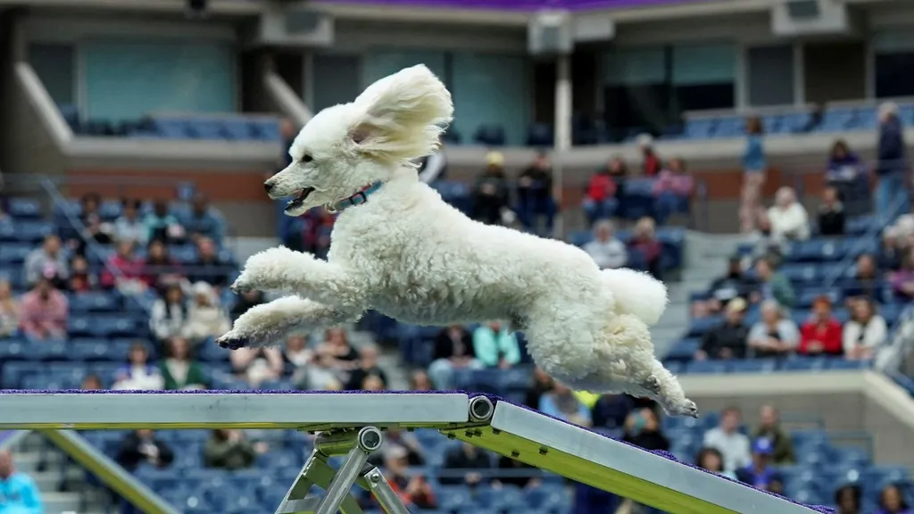 2024 Westminster, Kennel Club kutyashow, verseny, Anglia, London, 2024. 05. 11.