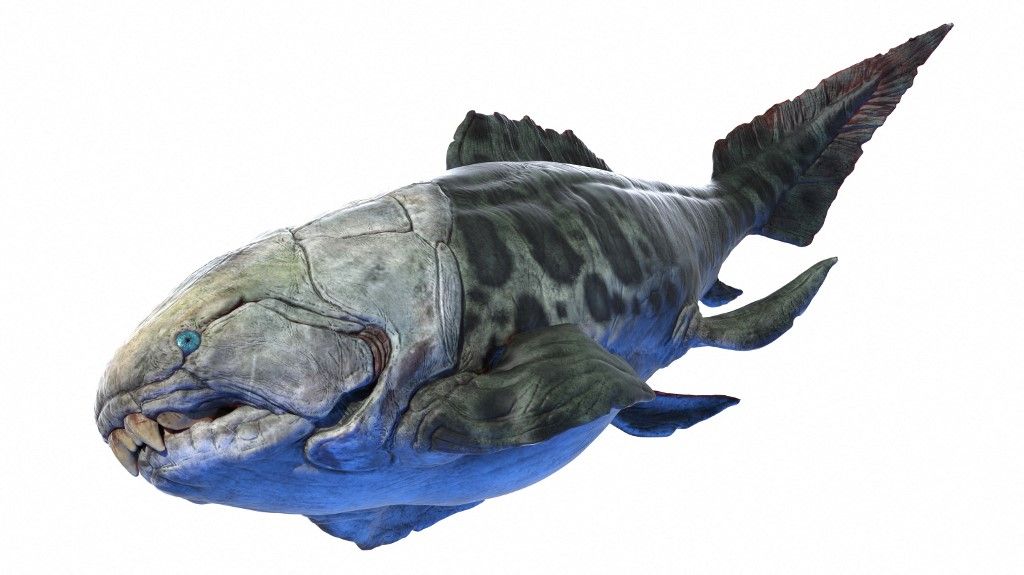 Dunkleosteus prehistoric fish, illustration