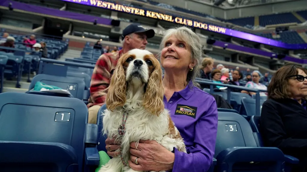 2024 Westminster, Kennel Club kutyashow, verseny, Anglia, London, 2024. 05. 11.