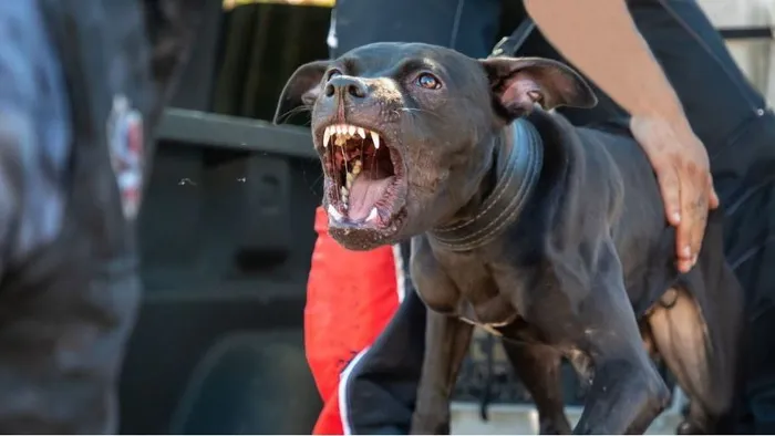 Falkában támadtak kutyák egy kislányra Szibériában - videó