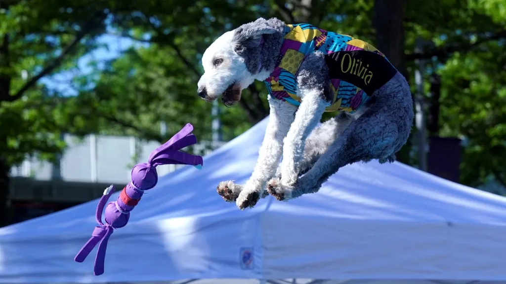 2024 Westminster, Kennel Club kutyashow, verseny, Anglia, London, 2024. 05. 11.