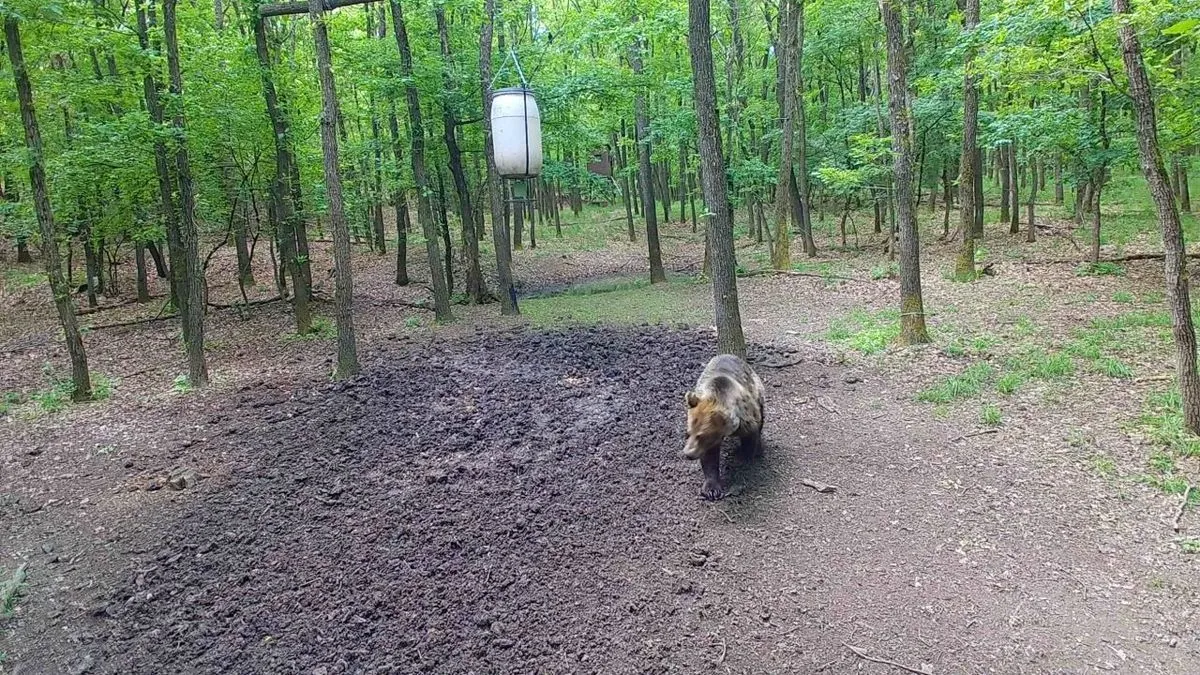 Egy hatalmas medvét vettek videóra a Bükkben