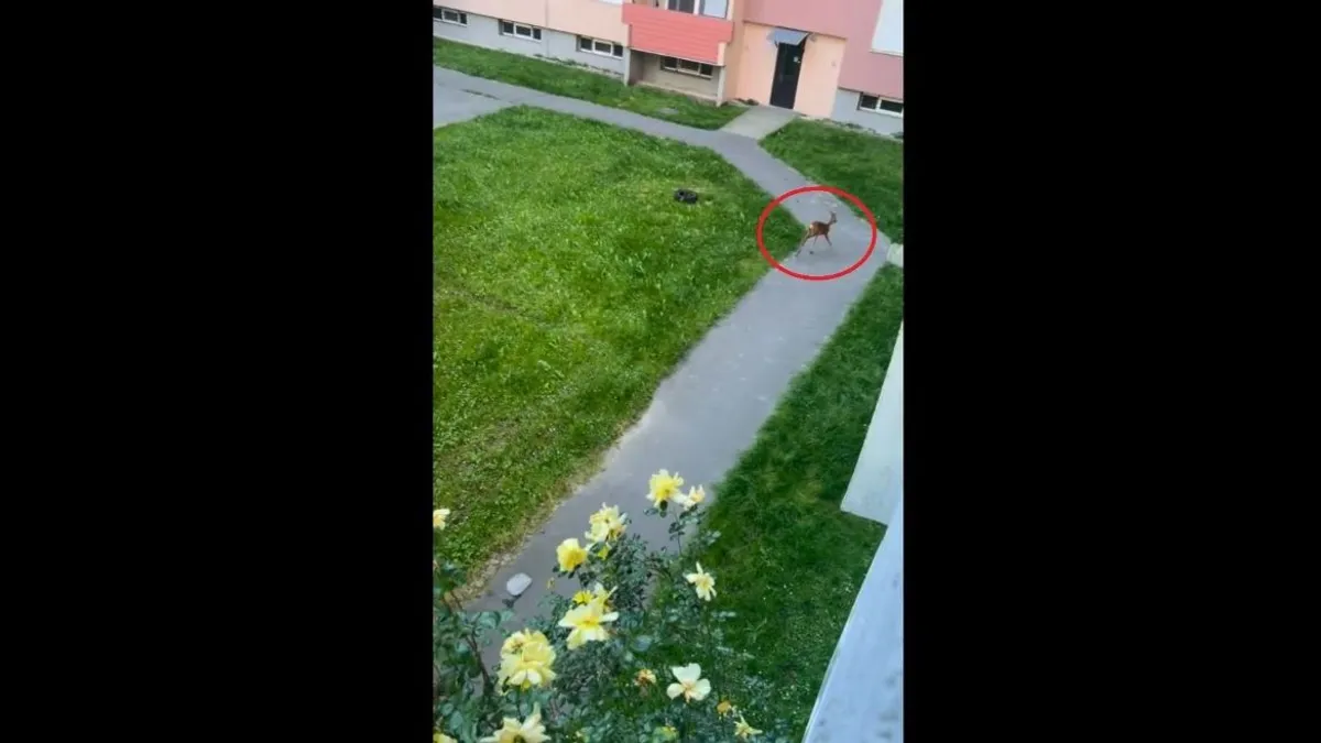 Szokatlan dolgot láttak egy lakótelepen Komáromban - videó