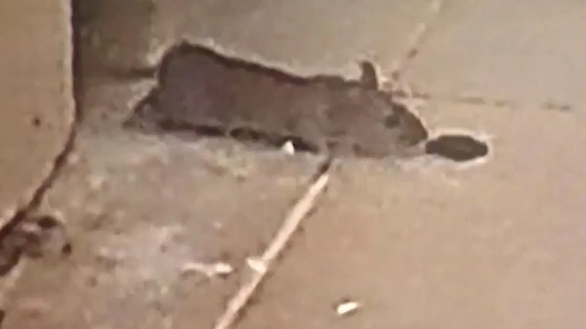 Szörnyű körülmények között él egy józsefvárosi család, patkányok másznak ki a falból - videó