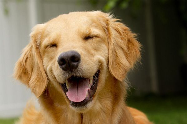 Nem kérdés: a boldog kutya mosolyog 